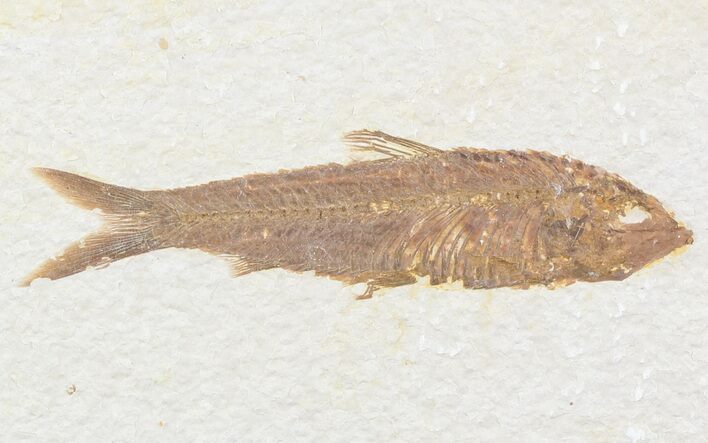 Bargain Knightia Fossil Fish - Wyoming #47881